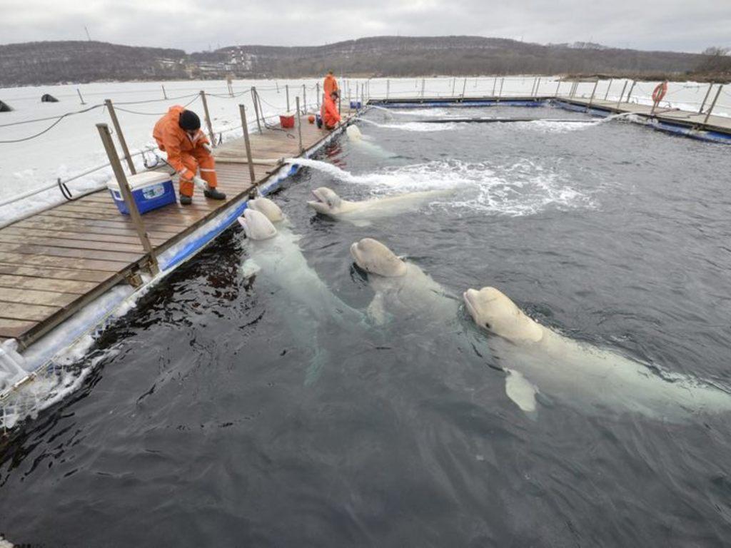 Эксперты составят медкарты каждого животного в "китовой тюрьме"