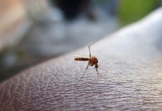Биологи выяснили, как сделать человека невидимым для комаров