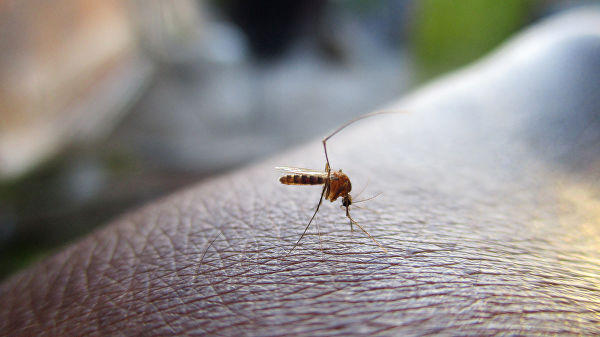 Биологи выяснили, как сделать человека невидимым для комаров