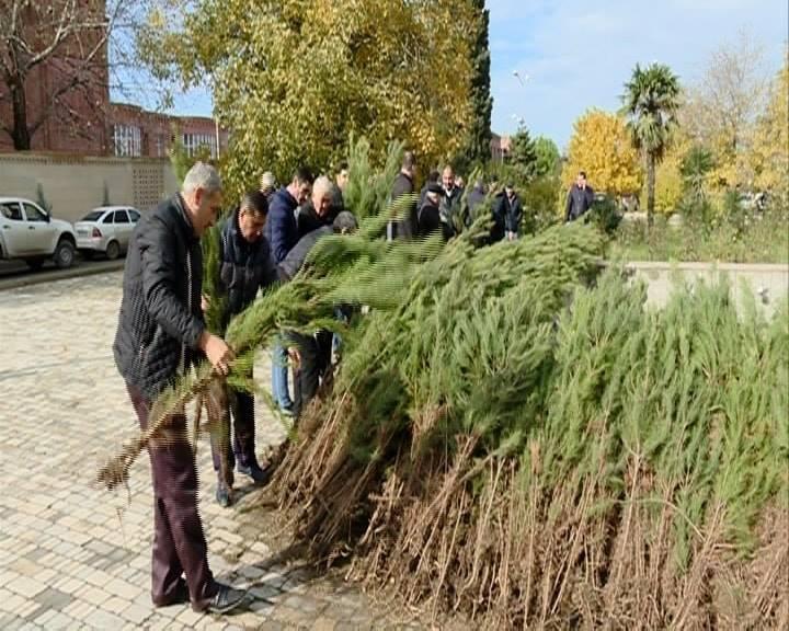 Минэкологии Азербайджана раздаст гражданам саженцы деревьев (ФОТО)