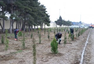 В Азербайджане акции по посадке деревьев обрели большой размах - минэкологии