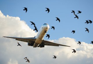 Пассажирский лайнер совершил вынужденную посадку в Канаде после столкновения с птицей