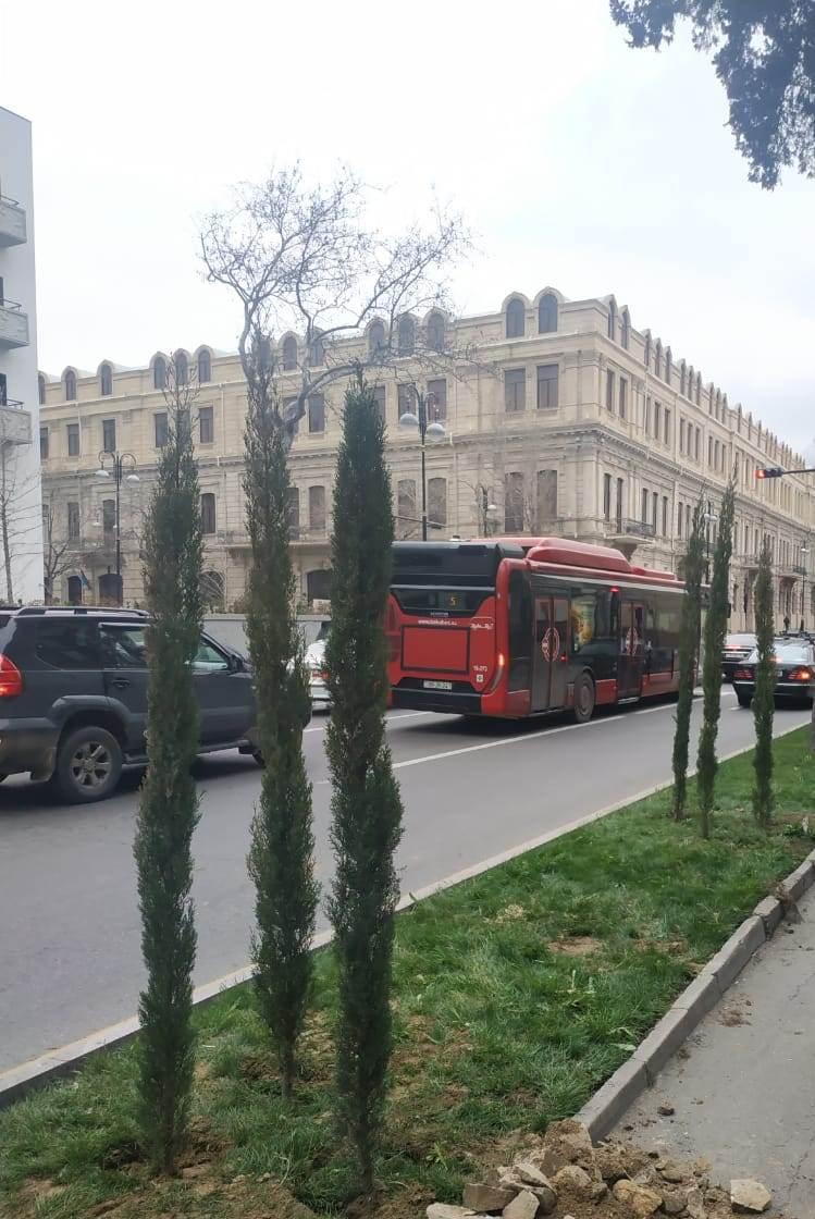 Qurumuş ağaclar yeniləri ilə əvəzlənib (FOTO)