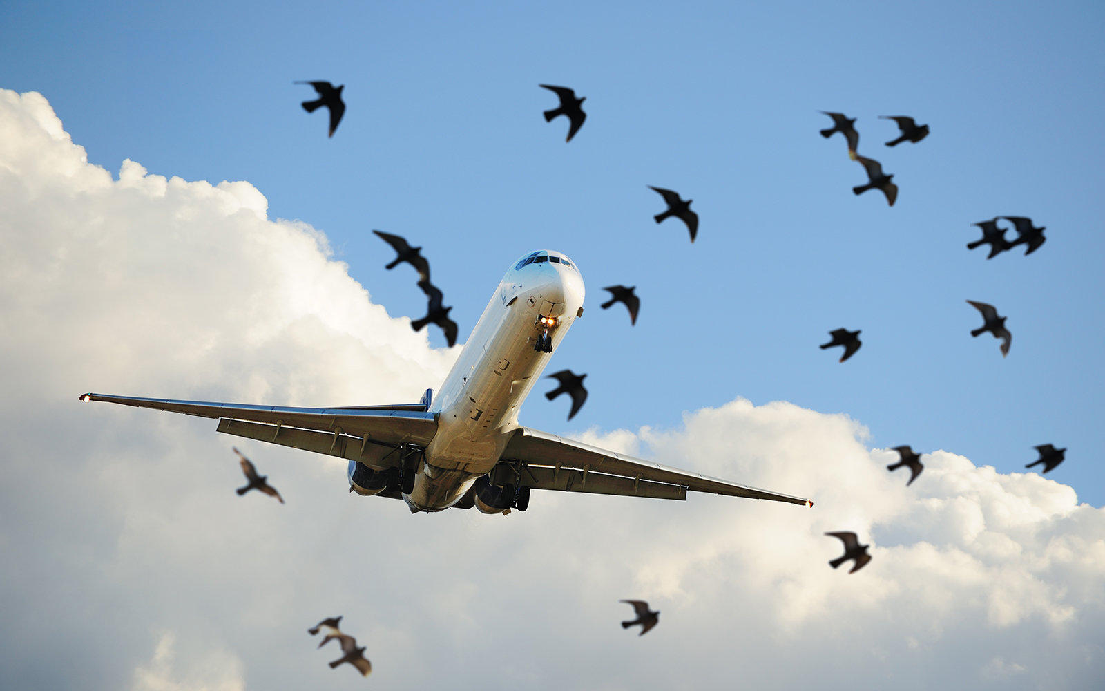 В США самолет вернулся в аэропорт из-за столкновения с птицами