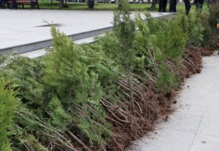 Гражданам Азербайджана раздали свыше 70 тыс. саженцев деревьев