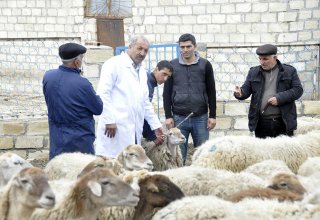 В Бардинском районе проводится масштабная вакцинация и диагностика скота и домашней птицы (ФОТО)