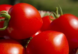 Изучается вопрос запрета ввоза в Казахстан томатов из Азербайджана - АПБ