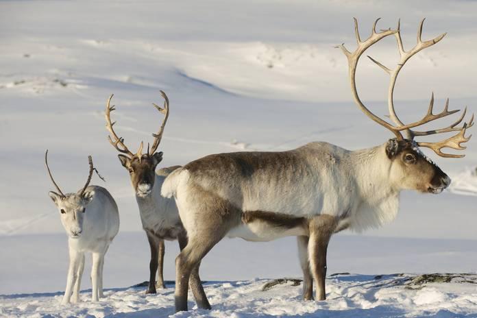 Ученые выяснили, как глобальное потепление повлияет на северных оленей