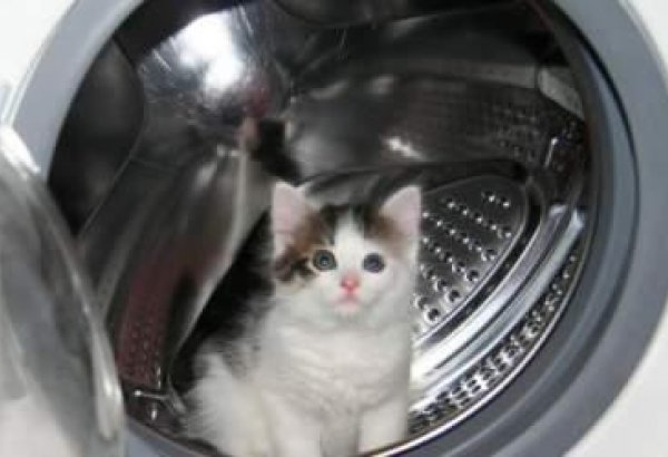 В Австралии котенок выжил после получасовой стирки в машинке