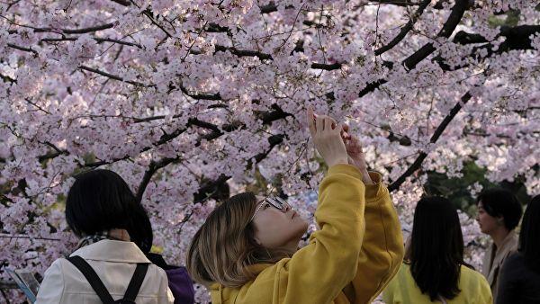 Премьер Японии под цветение сакуры произнес тост и угостил японцев сакэ