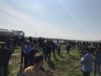 В Гобустанском заповеднике прошла массовая акция по посадке деревьев (ФОТО)
