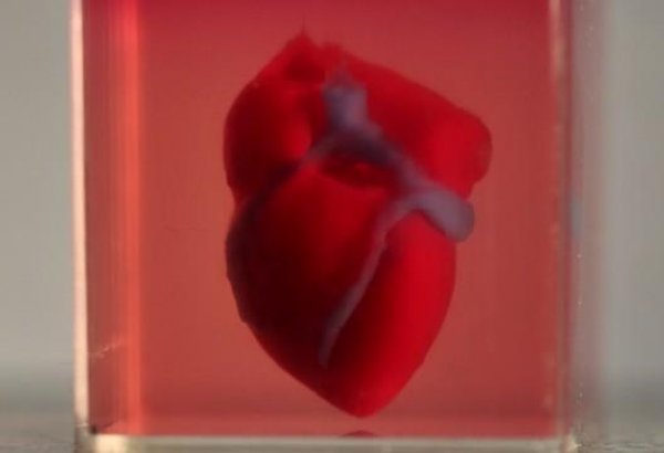 Израильские ученые первыми в мире напечатали живое сердце на 3D-принтере