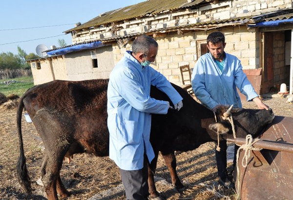 В Азербайджане продолжается массовая вакцинация животных (ФОТО)