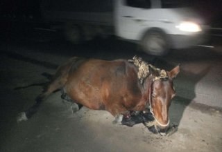В Азербайджане водитель сбил всадника на лошади