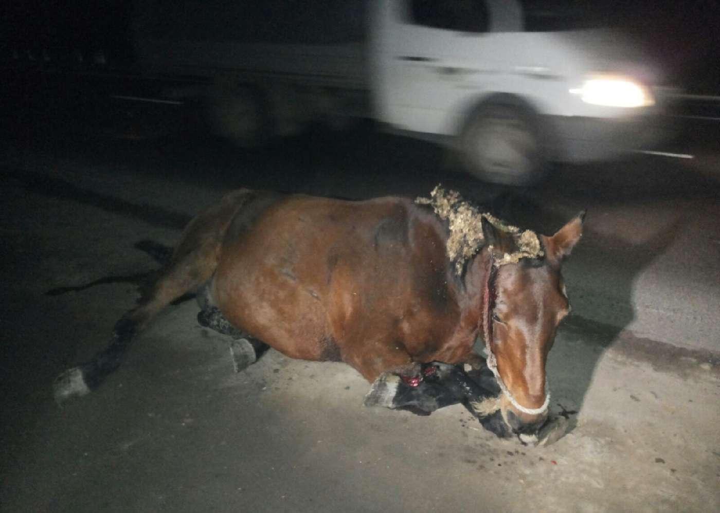 В Азербайджане водитель сбил всадника на лошади