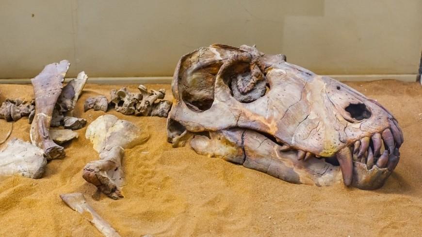 Ученые обнаружили в музее в Кении останки гигантского ископаемого млекопитающего