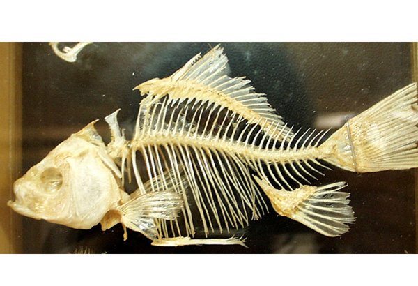 Ученые впервые смоделировали скелет самой древней в мире рыбы