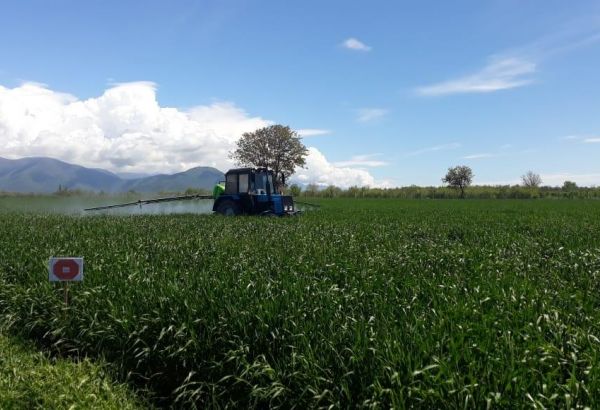 Азербайджанским фермерам  уже переведено свыше 10,5 млн манатов субсидий - минсельхоз