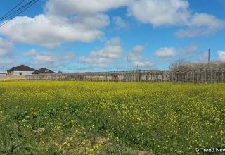Kazakhstan looks to raise crop areas in Turkestan region