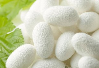 Turkmenistan names volume of produced silkworm cocoons