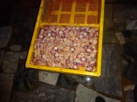 В Азербайджане выявлен очередной подпольный цех по переработке куриного мяса (ФОТО)