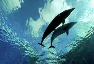 Сотни мертвых дельфинов были выброшены на берега Франции