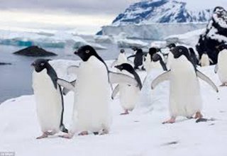 Из-за изменений климата в Антарктиде страдают императорские пингвины