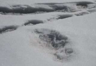 Beast from the east: Indian mountaineers reckon they've found Yeti footprints
