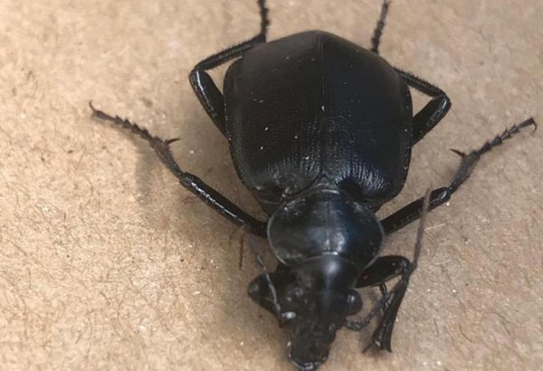 Минэкологии Израиля сообщило о нашествии гигантских черных жуков