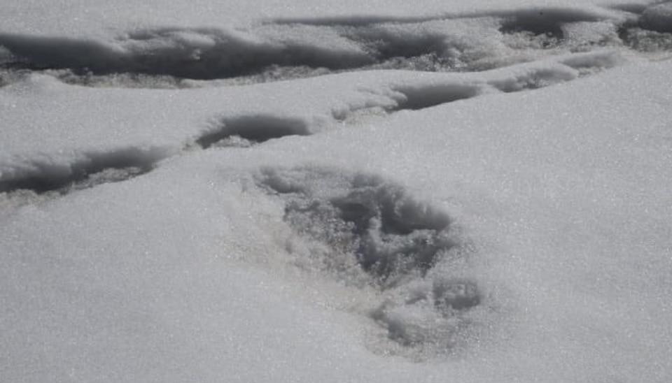 Beast from the east: Indian mountaineers reckon they've found Yeti footprints
