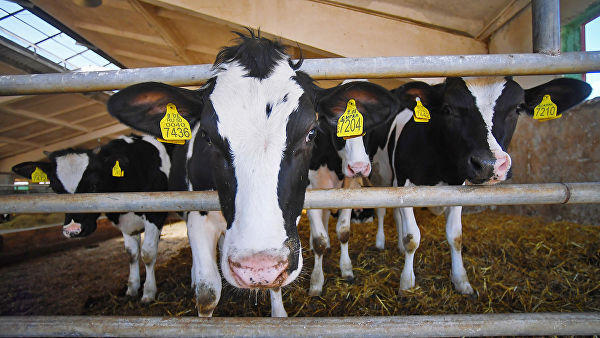 Казахстан полностью запретил экспорт скота