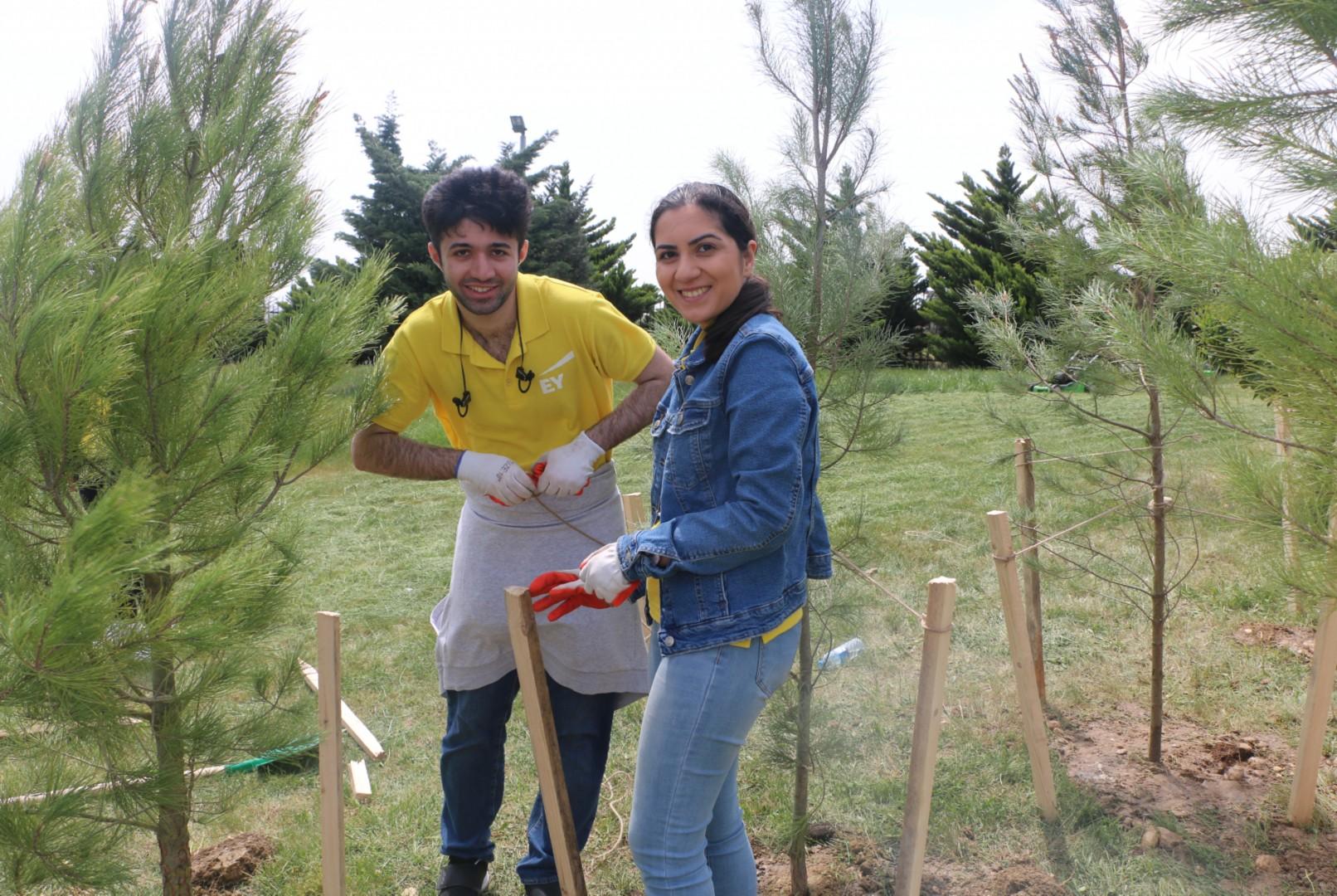EY Azerbaijan организовала посадку деревьев на северо-западной окраине Баку (ФОТО)