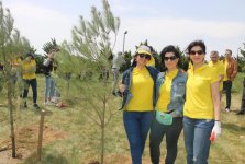 EY Azerbaijan организовала посадку деревьев на северо-западной окраине Баку (ФОТО)