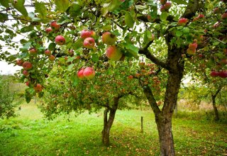 Туркменская компания собрала большой урожай яблок