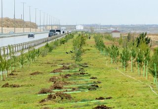 Высаживание в Азербайджане 650 тыс. деревьев в один день очень важно как с экологической, так и политической точки зрения – ректор