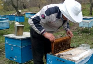 Количество пчелиных ульев в Азербайджане значительно выросло