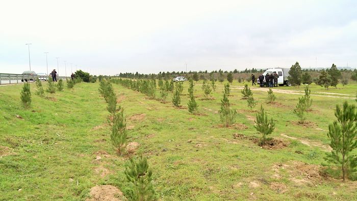 Ümummilli liderin anadan olmasının 96 illiyi ilə əlaqədar 96 min ağac əkilib (FOTO)