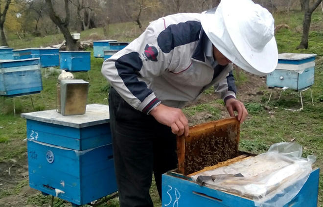 Number of bee hives in Azerbaijan grows