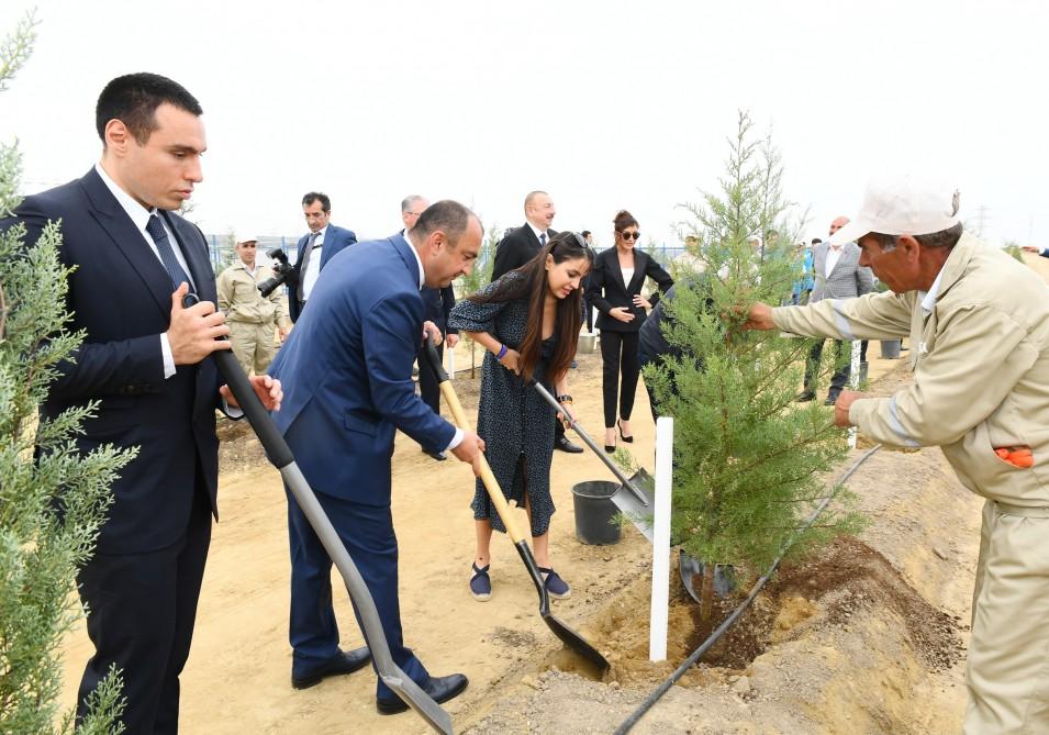Президент Ильхам Алиев и Первая леди Мехрибан Алиева приняли участие в кампании по посадке деревьев, посвященной дню рождения великого лидера Гейдара Алиева (ФОТО)