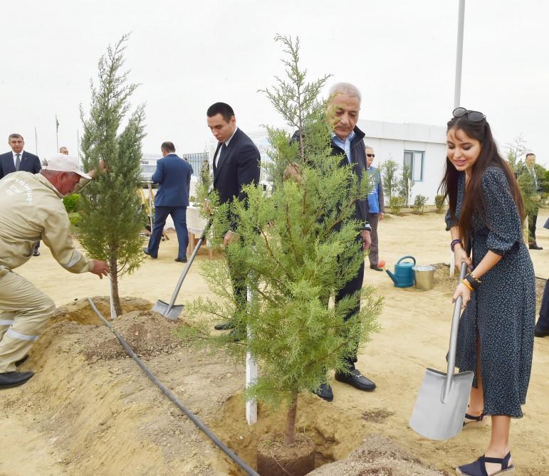 Президент Ильхам Алиев и Первая леди Мехрибан Алиева приняли участие в кампании по посадке деревьев, посвященной дню рождения великого лидера Гейдара Алиева (ФОТО)