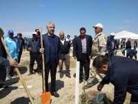 ПЕА и минэкологии Азербайджана провели акцию по посадке деревьев, приуроченную к 96-й годовщине со дня рождения Гейдара Алиева (ФОТО)