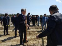 ПЕА и минэкологии Азербайджана провели акцию по посадке деревьев, приуроченную к 96-й годовщине со дня рождения Гейдара Алиева (ФОТО)