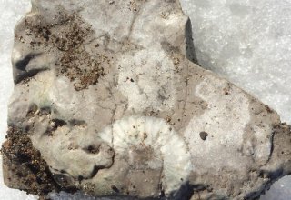 Житель Новой Зеландии обнаружил уникальные окаменелости следов моа