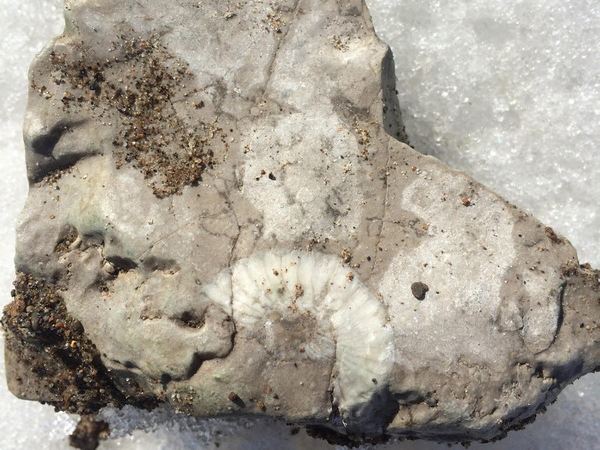 Житель Новой Зеландии обнаружил уникальные окаменелости следов моа