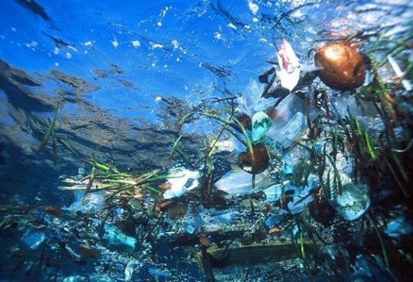 Во всемирном фонде дикой природы заявили о недопустимости загрязнения океанов пластиком.