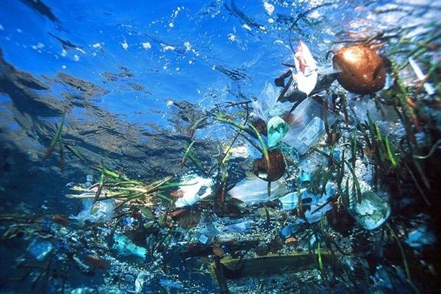 На дне глубочайшей впадины Мирового океана обнаружили пластиковый мусор