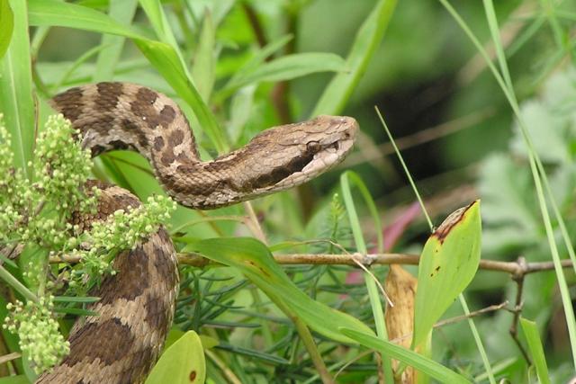 Институт зоологии АН Азербайджана предупредил жителей страны о  начале периода активности змей