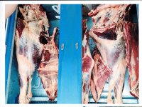 В цветочном магазине в  Азербайджане обнаружено 100 кг непригодного к употреблению мяса