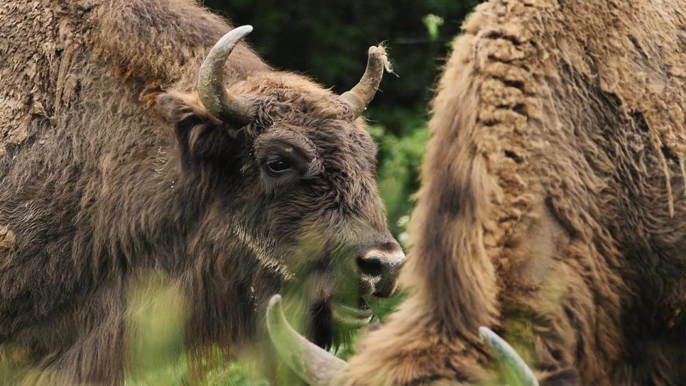 Heydar Aliyev Foundation VP attends event within ‘Reintroduction of bisons in Azerbaijan’ project (PHOTO)