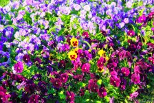 Бакинский бульвар в цветах – наслаждайтесь красотой! (ФОТО)